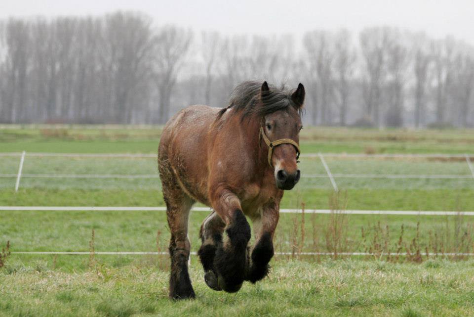 belgian draft for sale uk